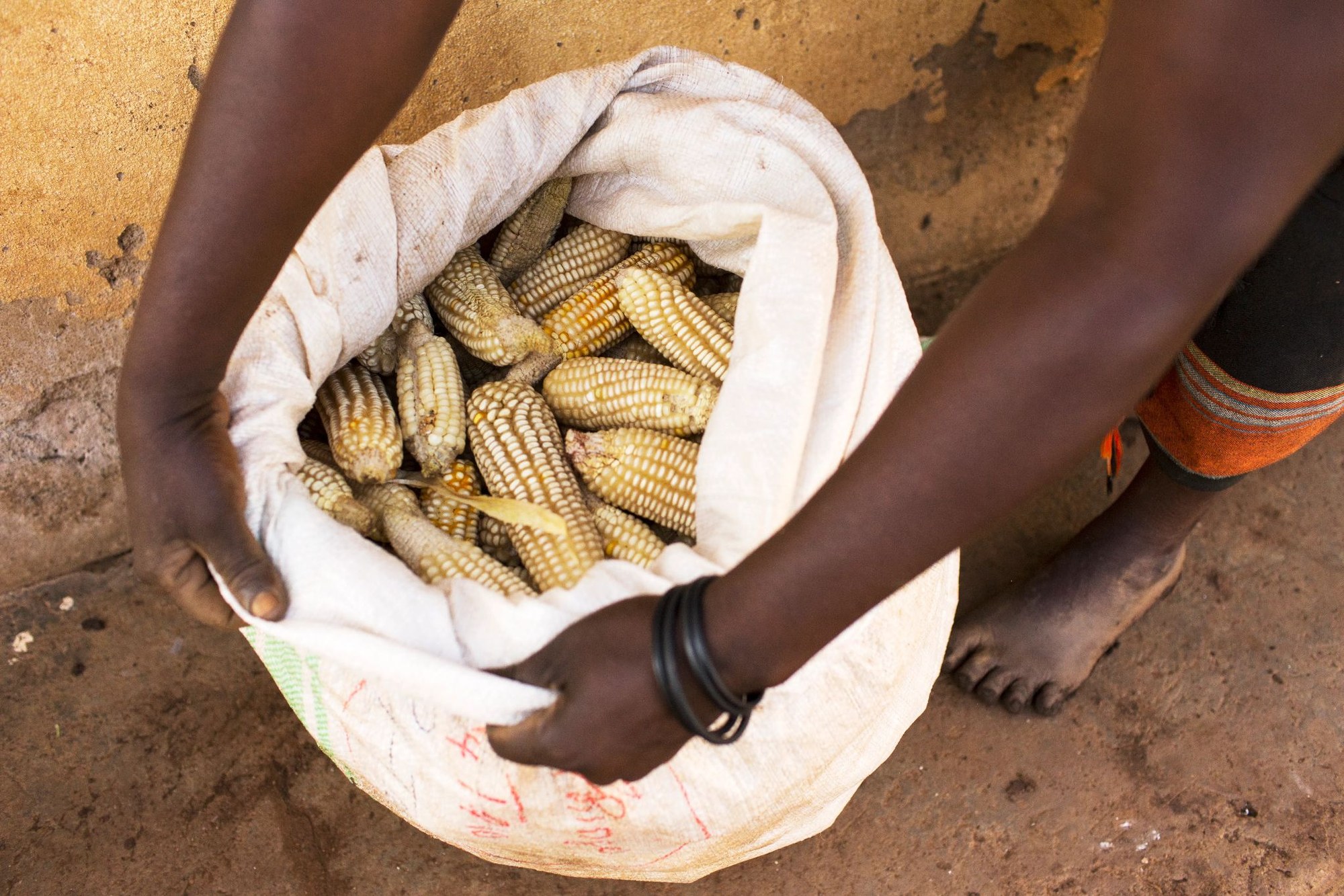 Open sack of harvested maize cobs
