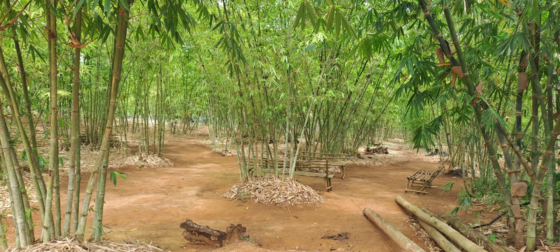 Sunlit bamboo grove with a cleared path and rustic bamboo benches