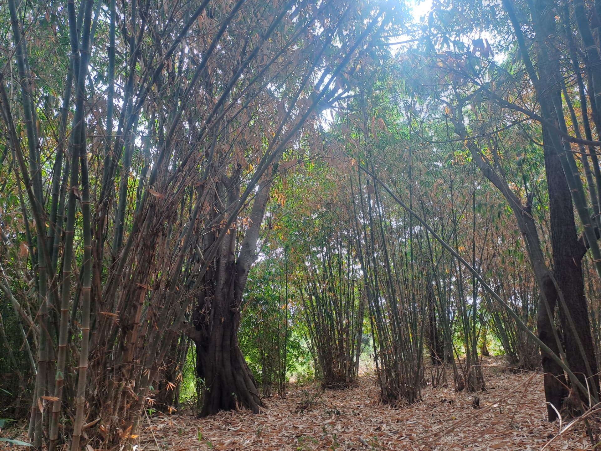 Rows of tall bamboo culms in a plantation