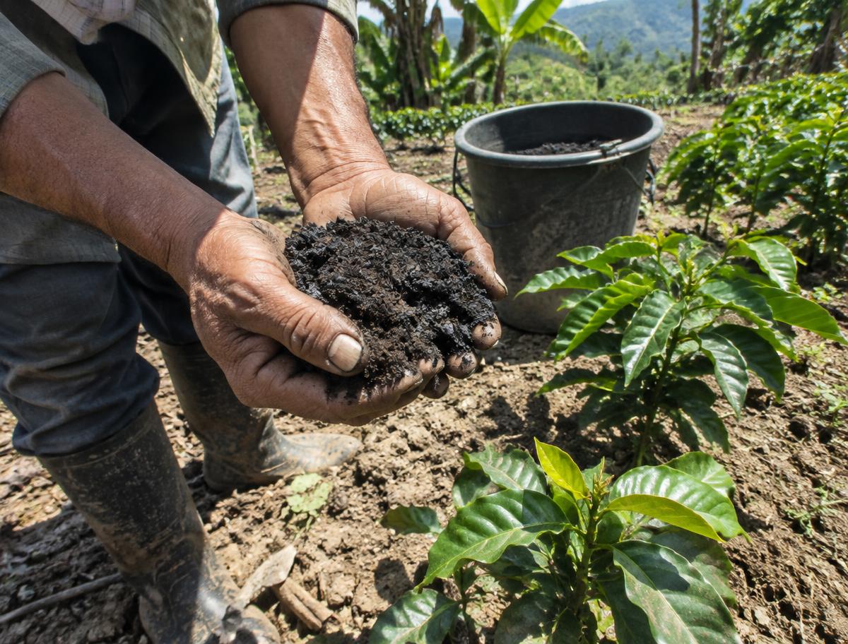 Farmer's hands holding biochar mixed with soil above young coffee plants