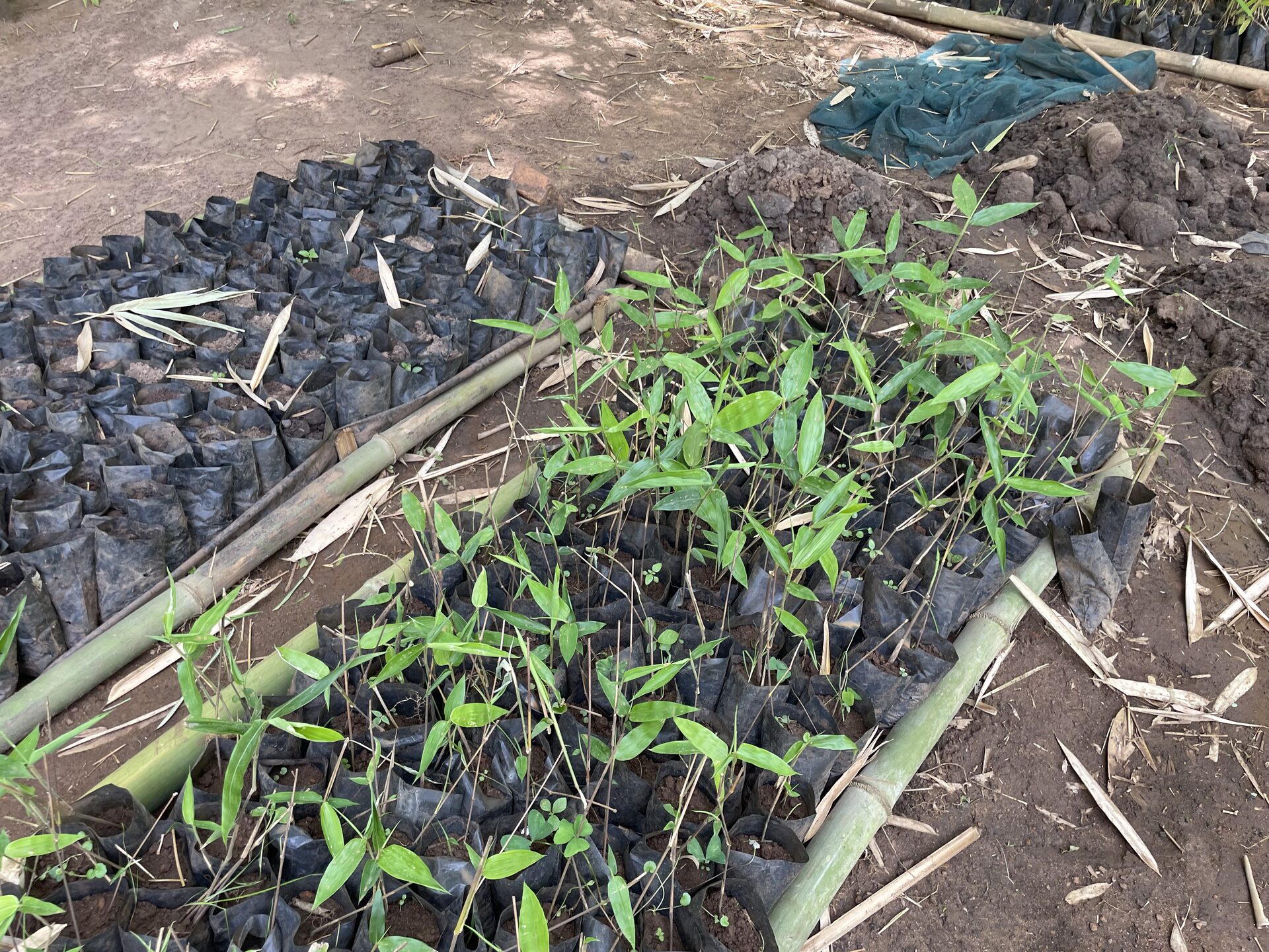 Young bamboo seedlings in nursery bags