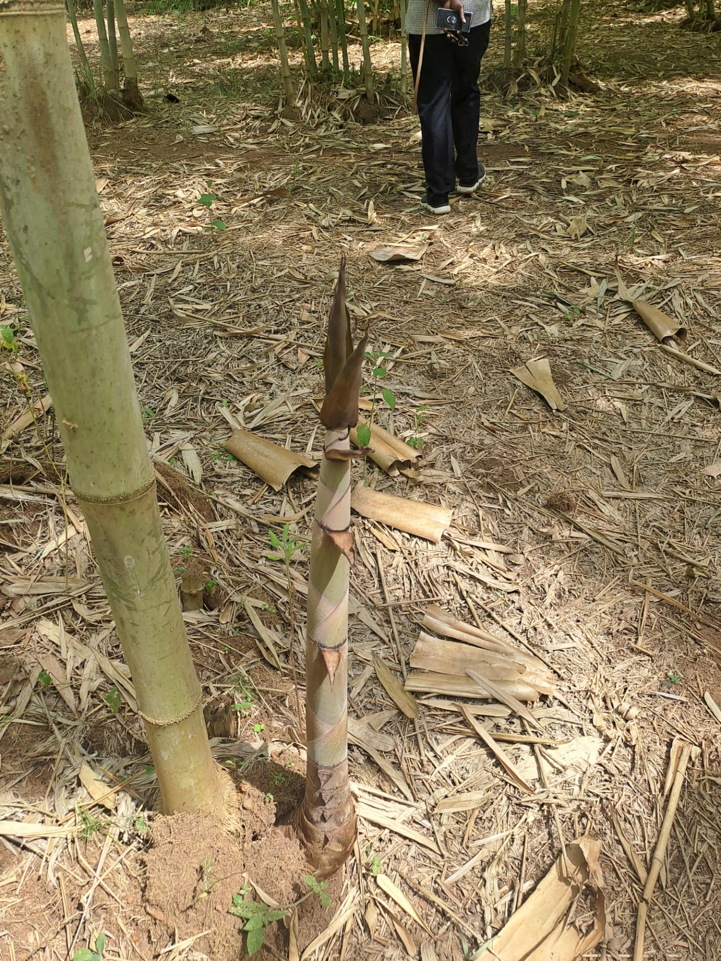 New bamboo shoot emerging in a plantation