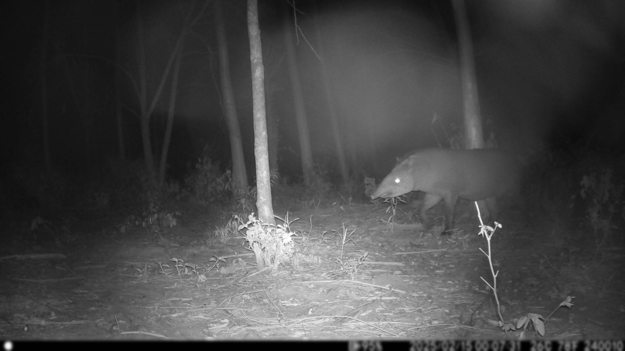 Brazilian Tapir
