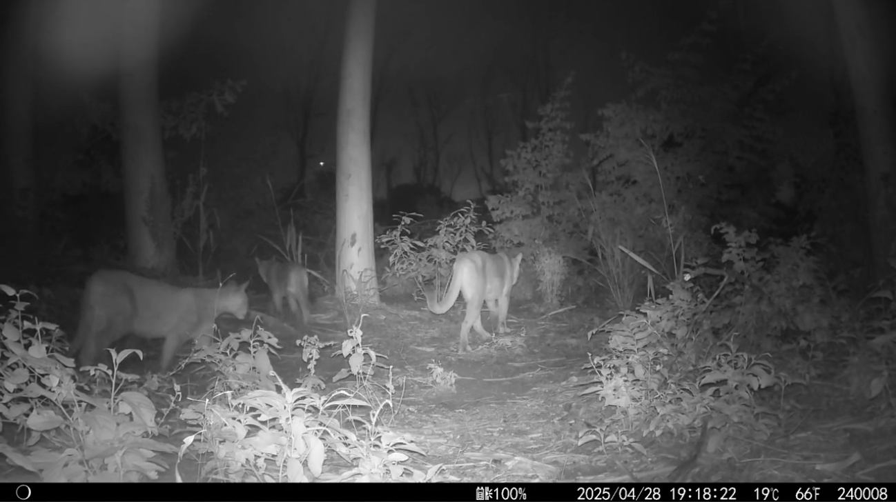 Cougar (Puma concolor)