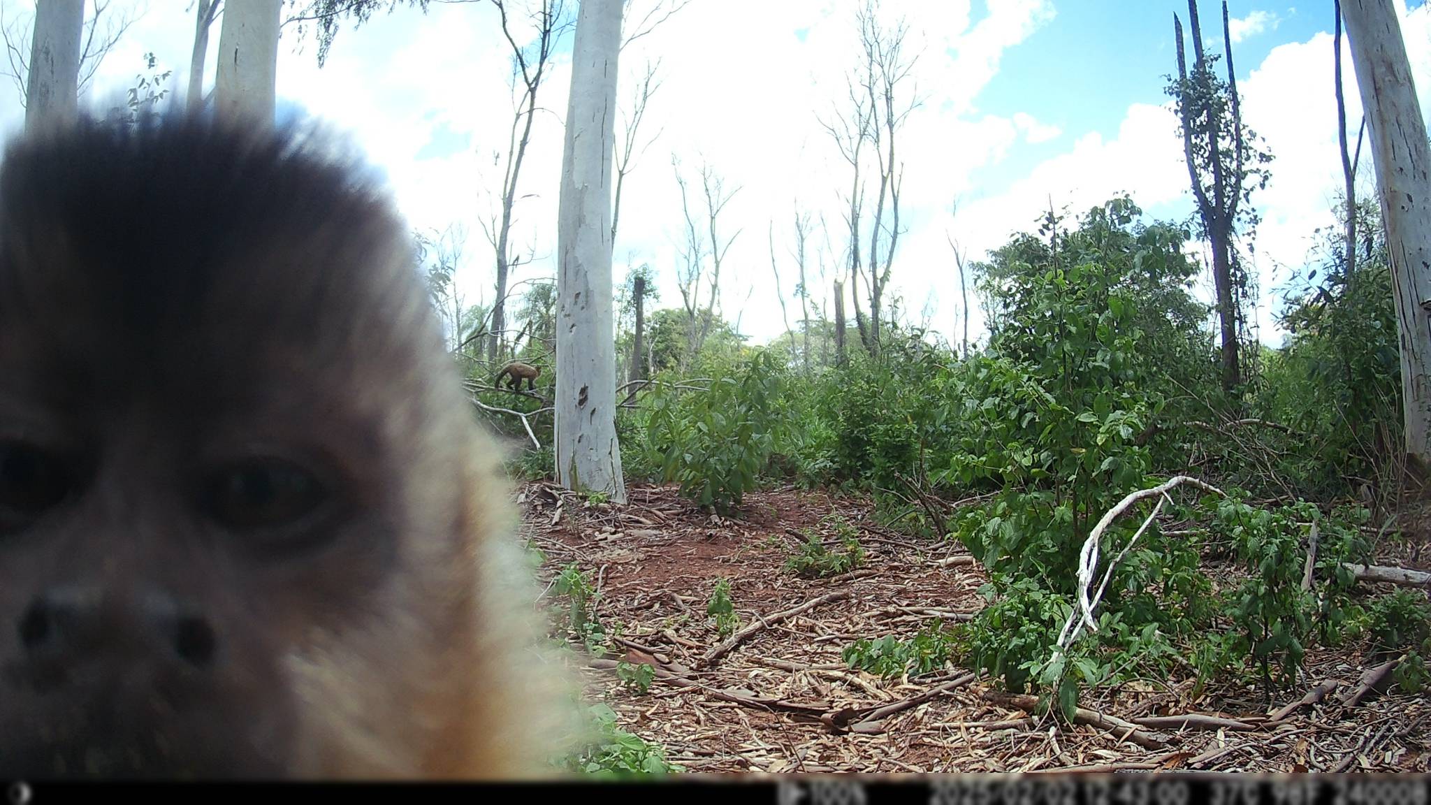 Hooded capuchin