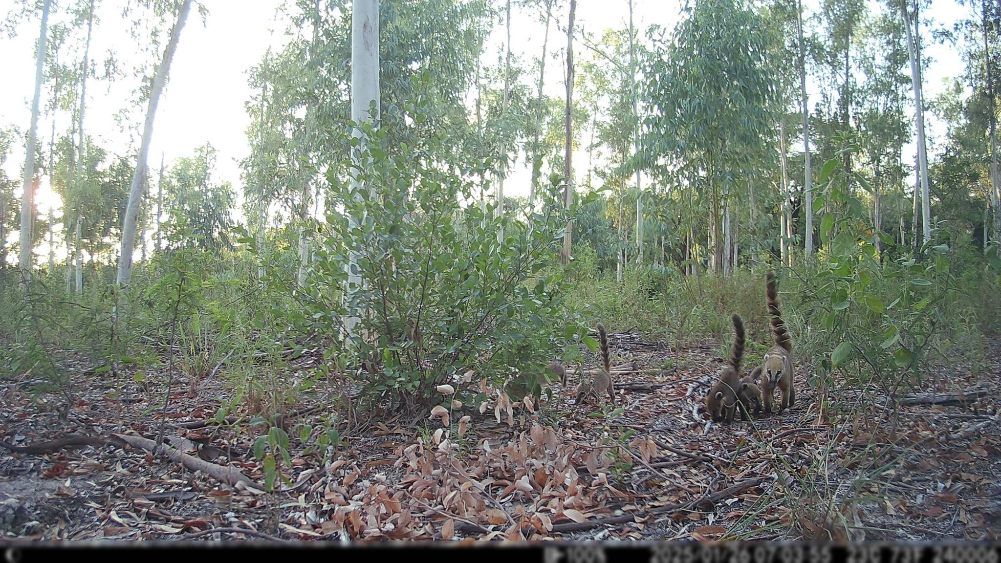 South American coati