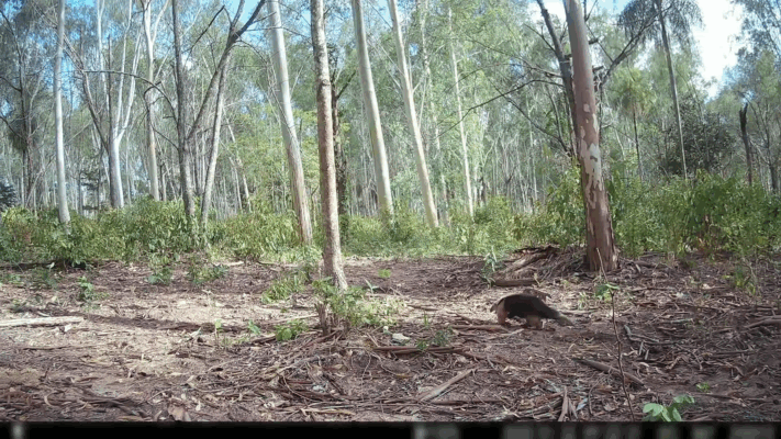 Southern tamandua