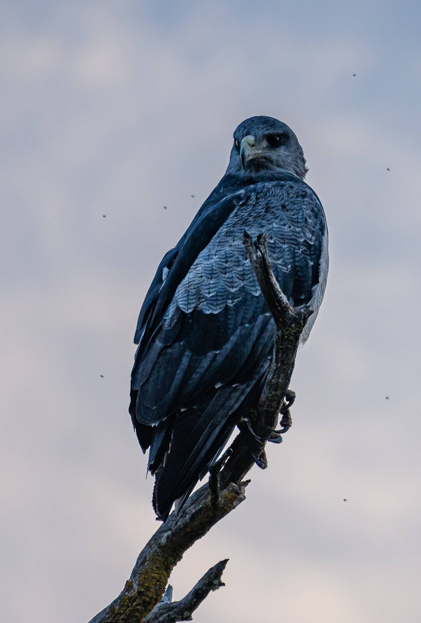 Andean condor (Aguila Geranoatus melanoleucus)