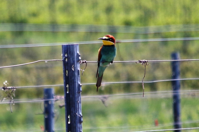 European Bee-eater
