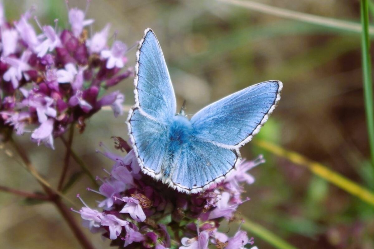 Common Blue butterfly