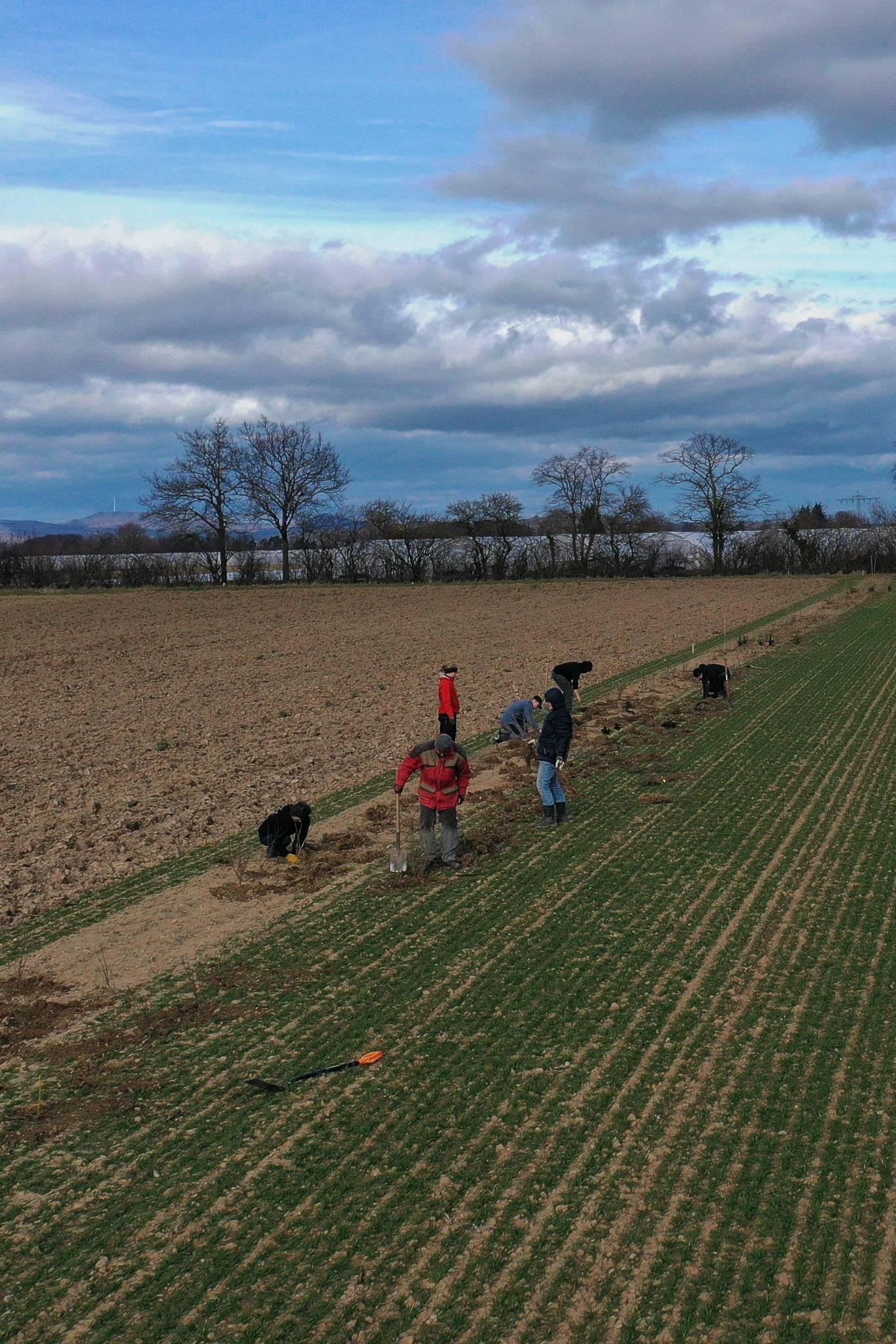 Aerial view of a hedgerow planting