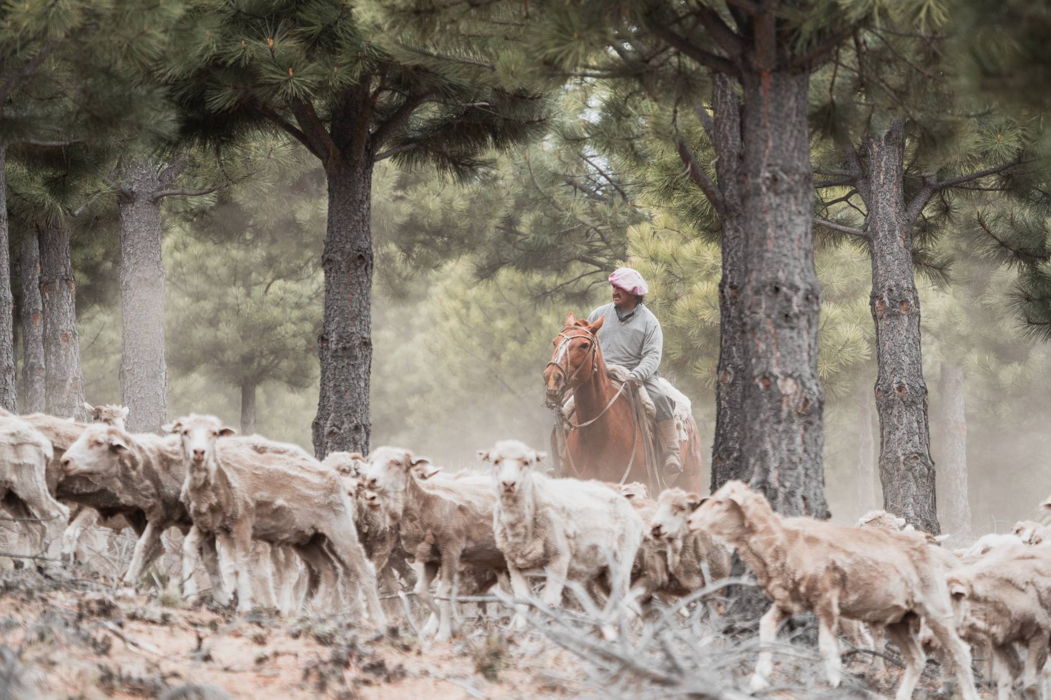 Sheep herded through the pine forest