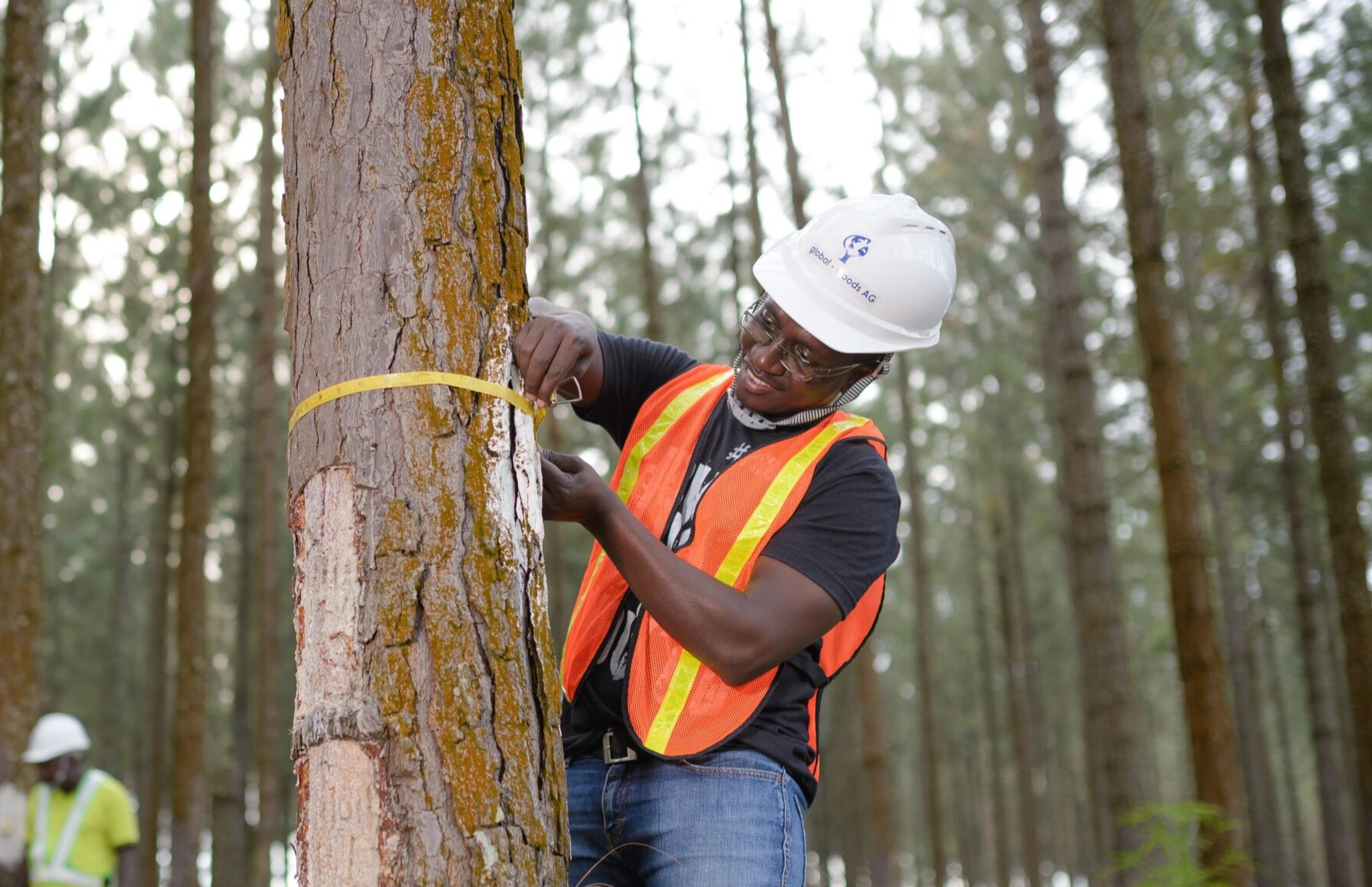 Measuring a tree trunk with a tape