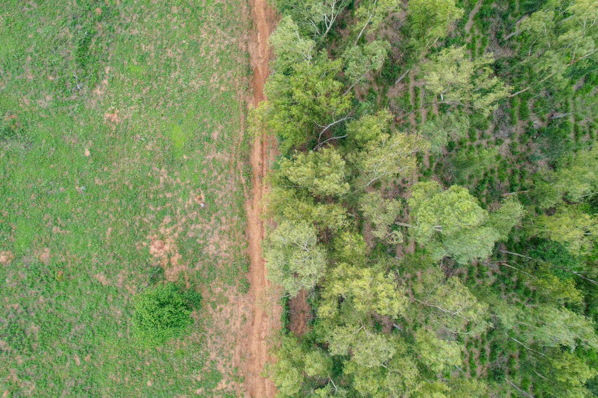 Aerial view of the forest edge