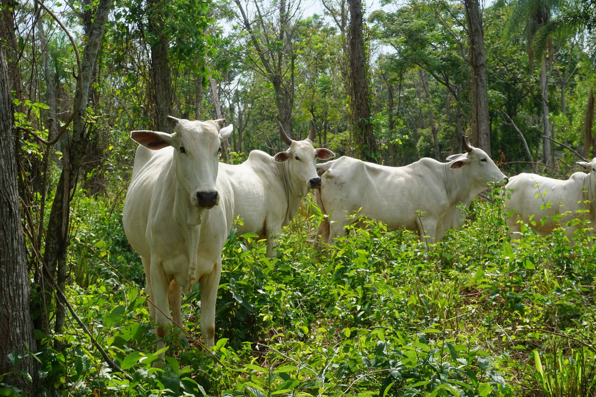 Cattle resting under native trees at Forestal Rio Aquidabán