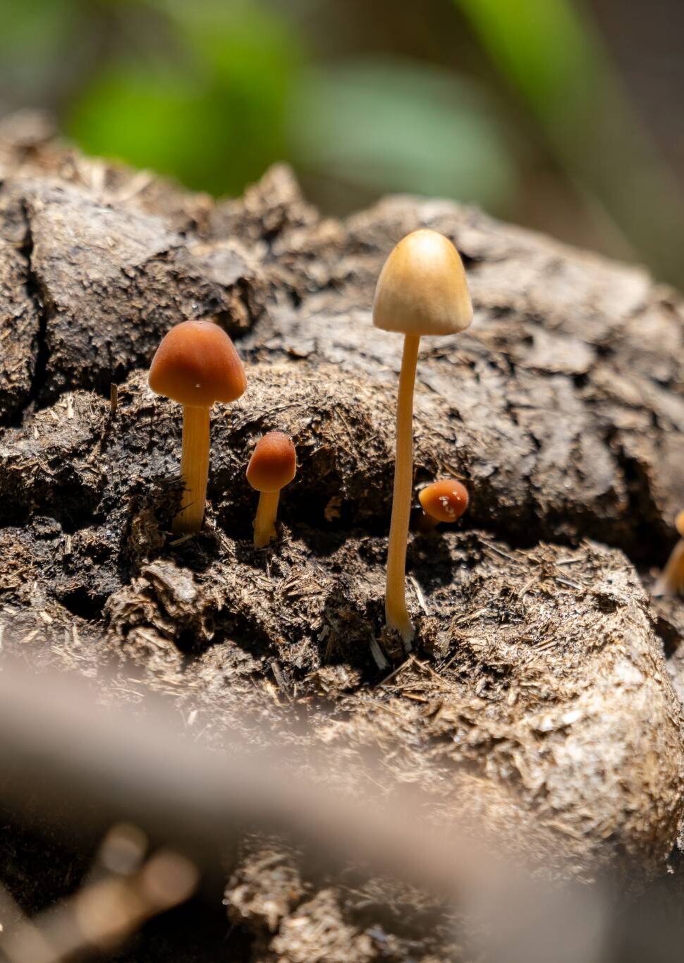 Mushrooms on the forest floor