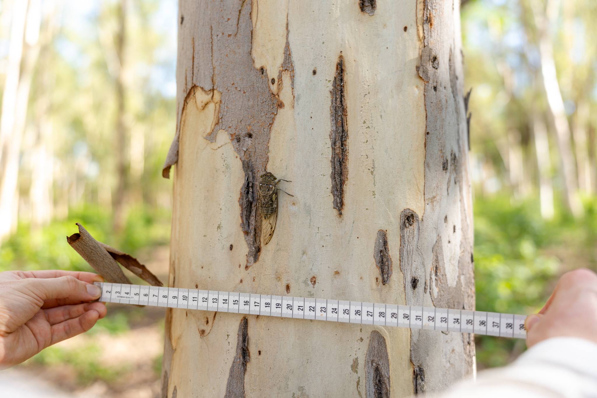 Measuring a tree trunk with a diameter tape