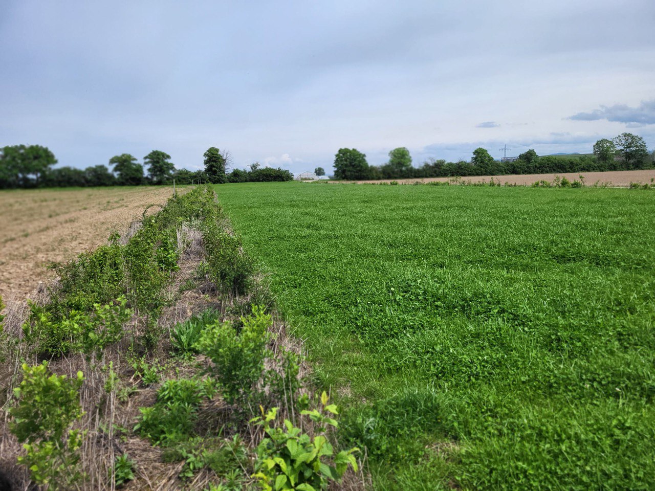 Hedgerow between two fields