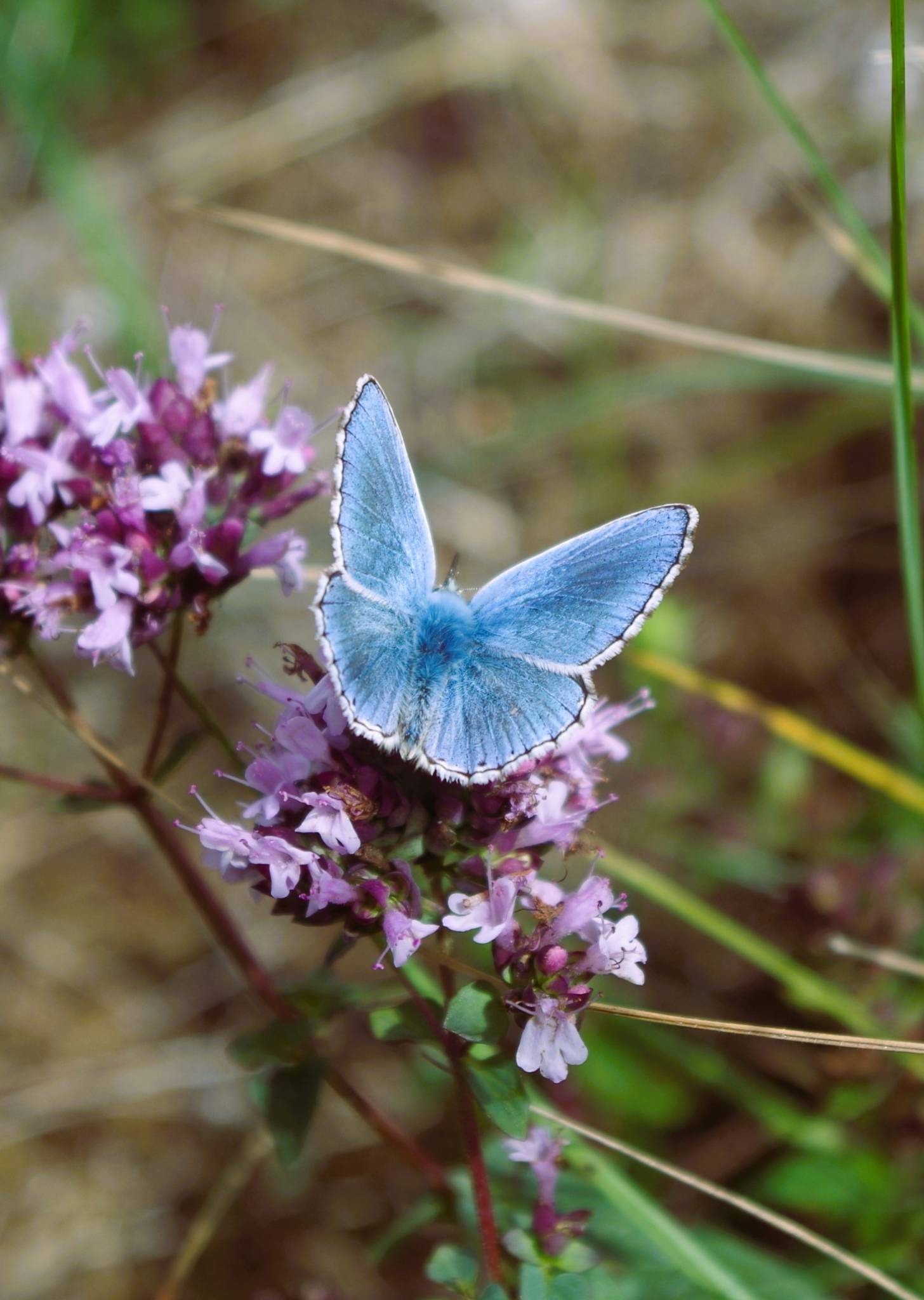 Blue butterfly on wildflowers
