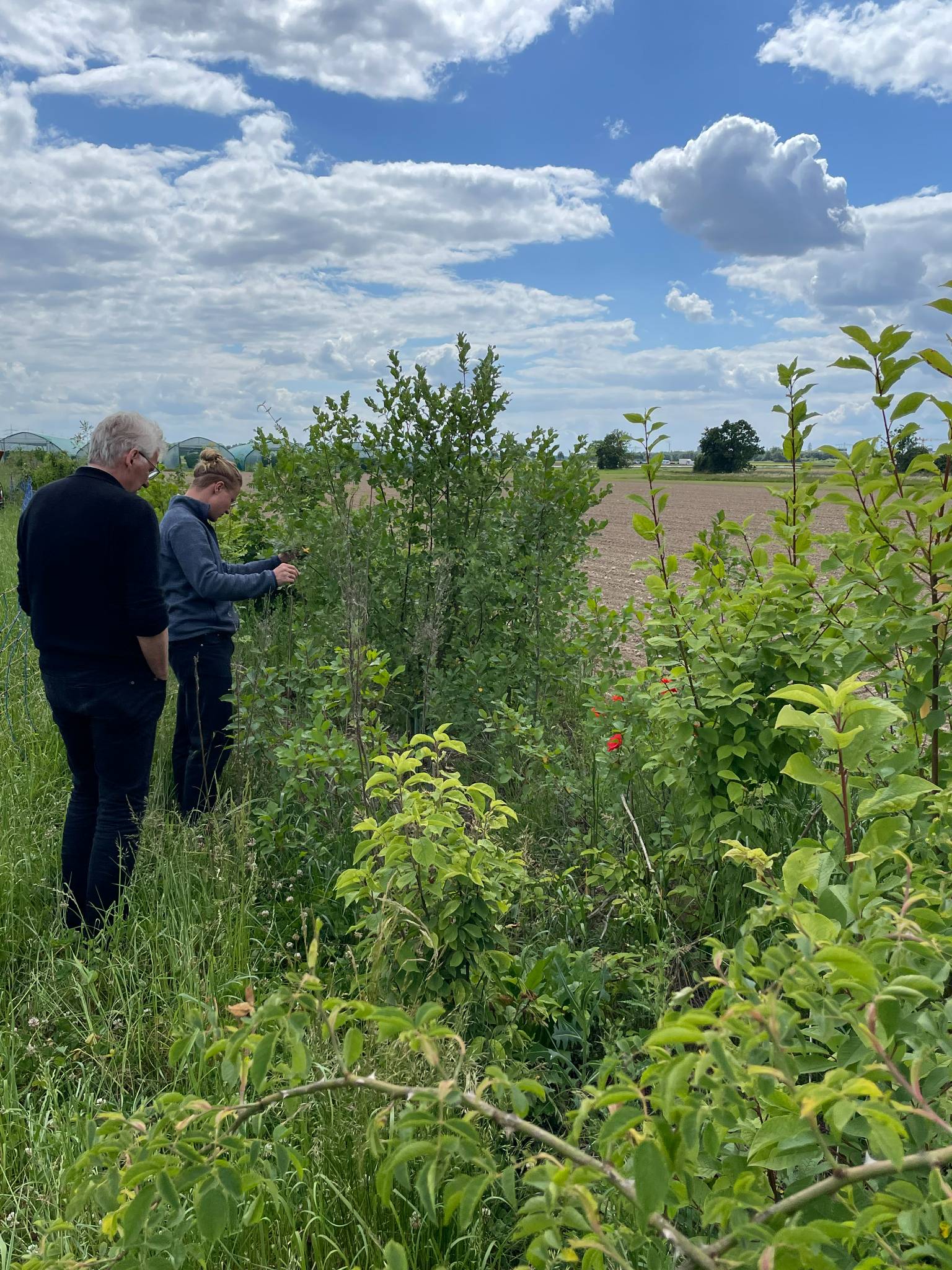 Examining young hedgerow bushes