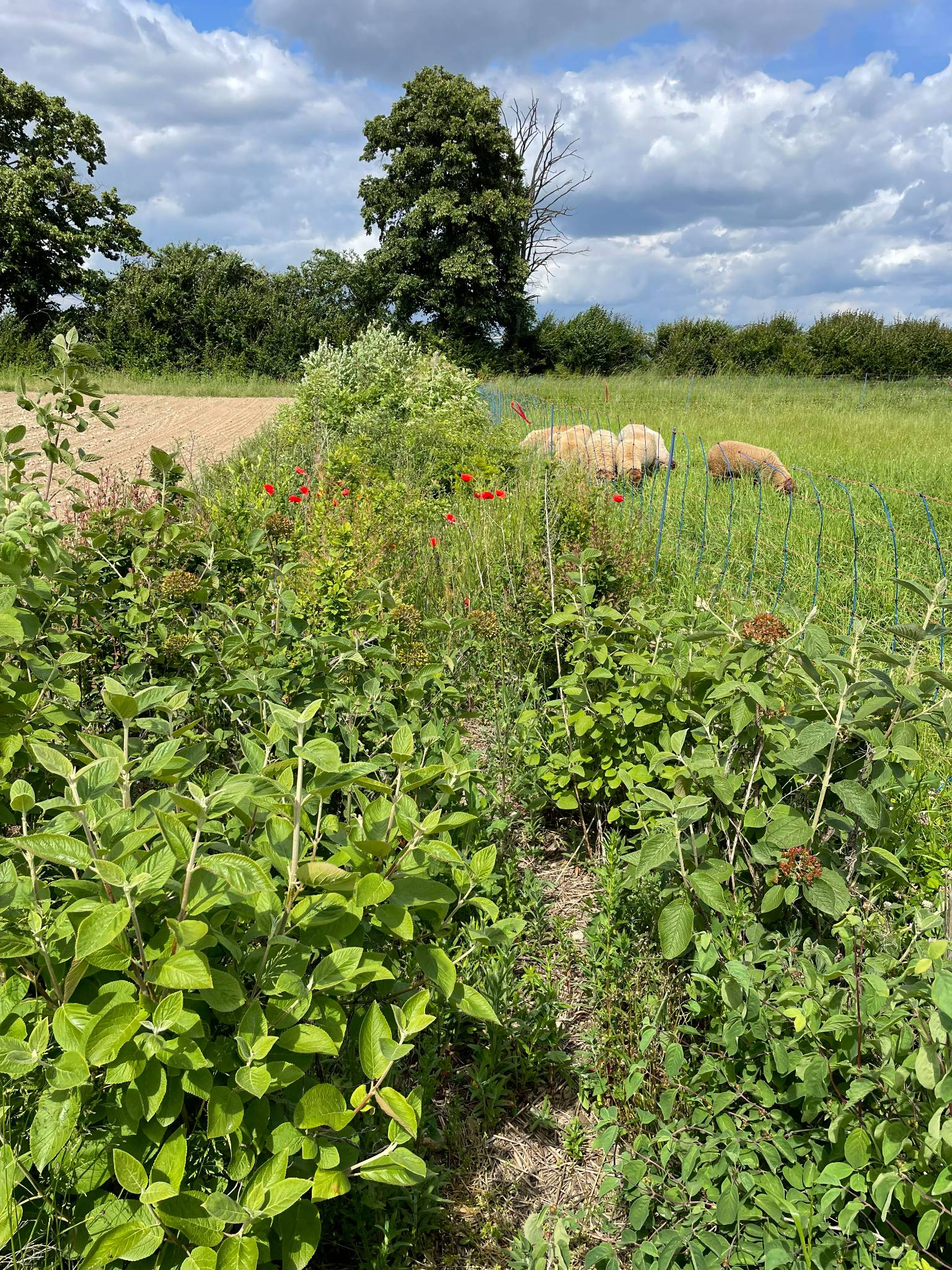 Sheep grazing behind a protective fence