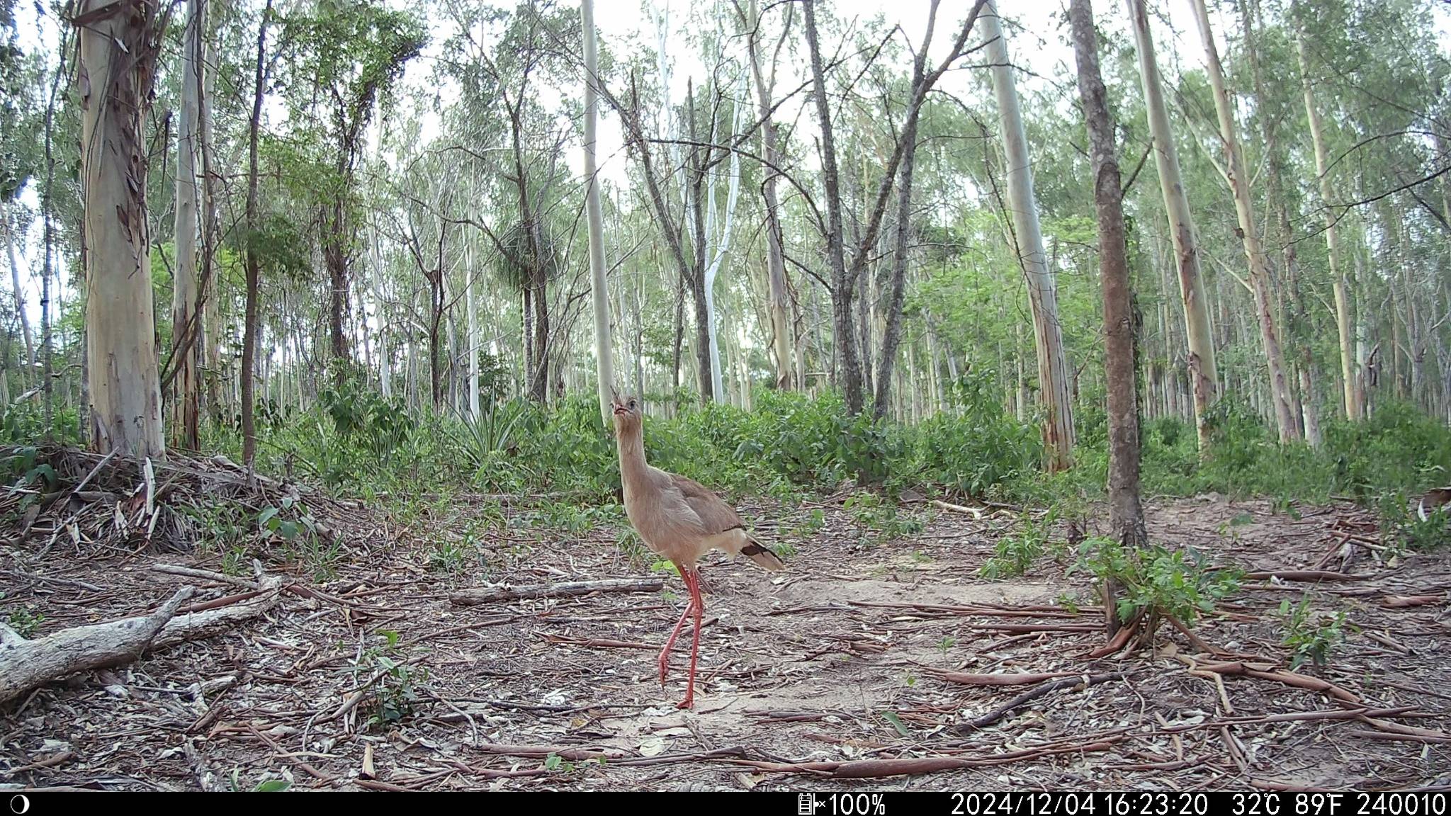 Red-legged seriema