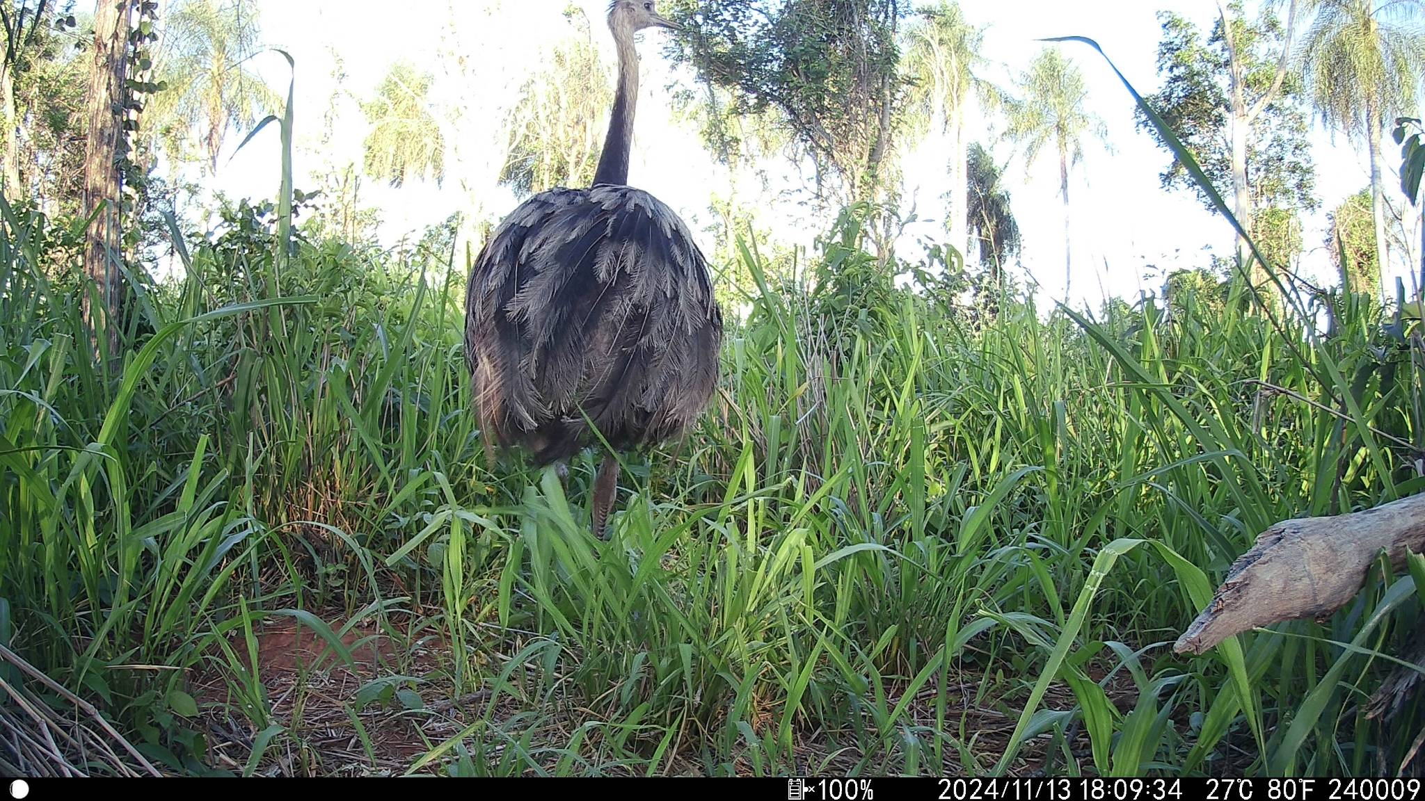 Nandu