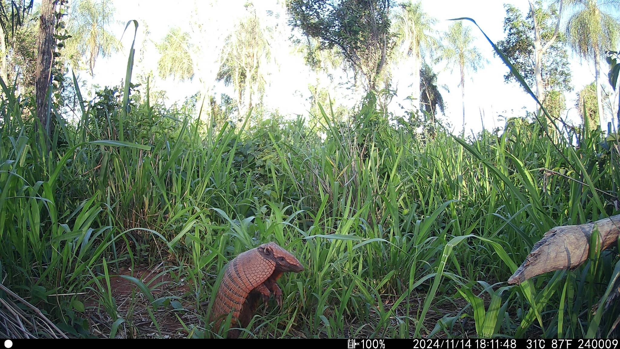 Six-banded armadillo