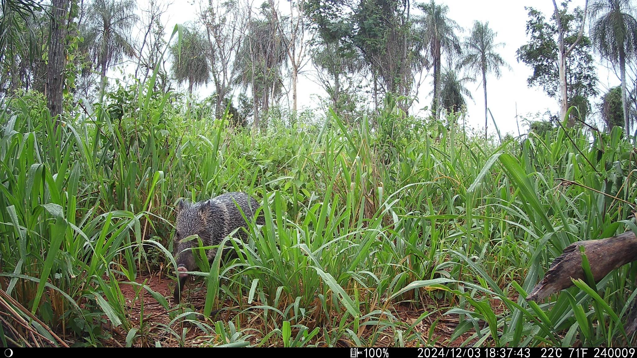 Collared peccary