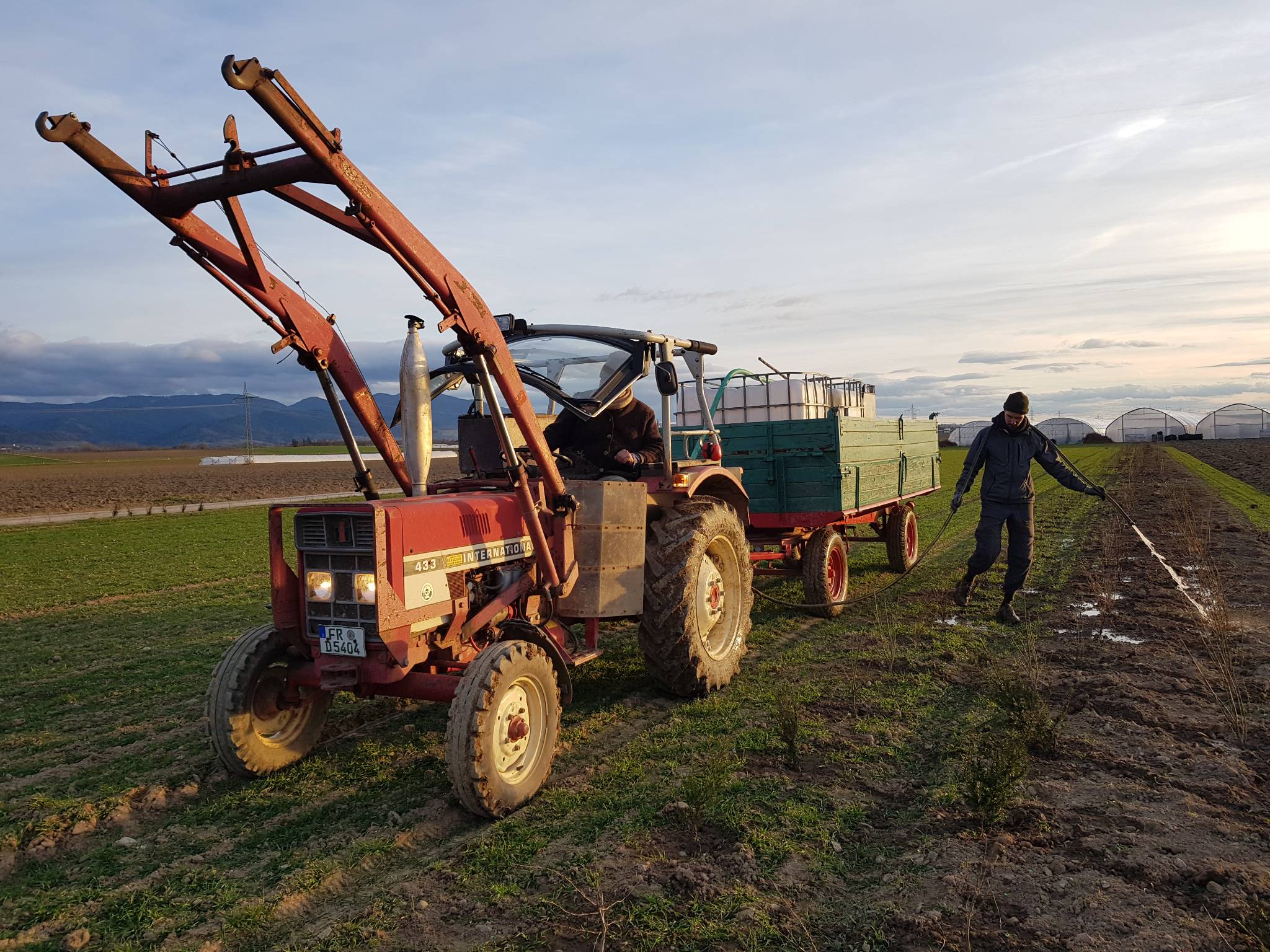 Watering a new hedgerow