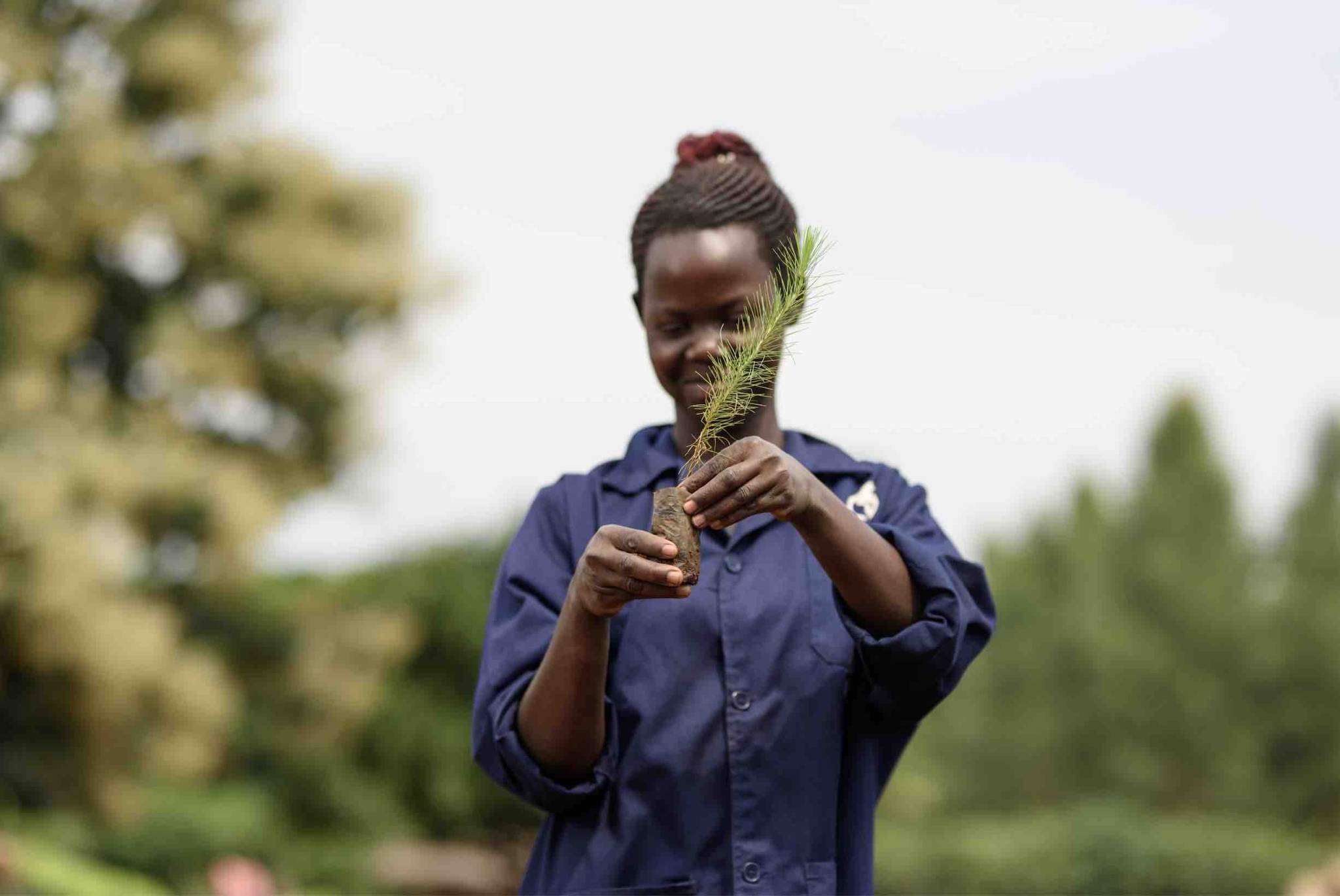 Kikonda nursery team member holding a young sapling
