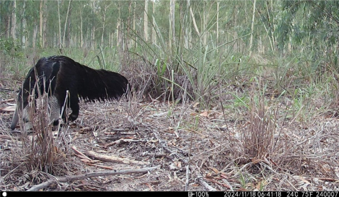 Giant anteater