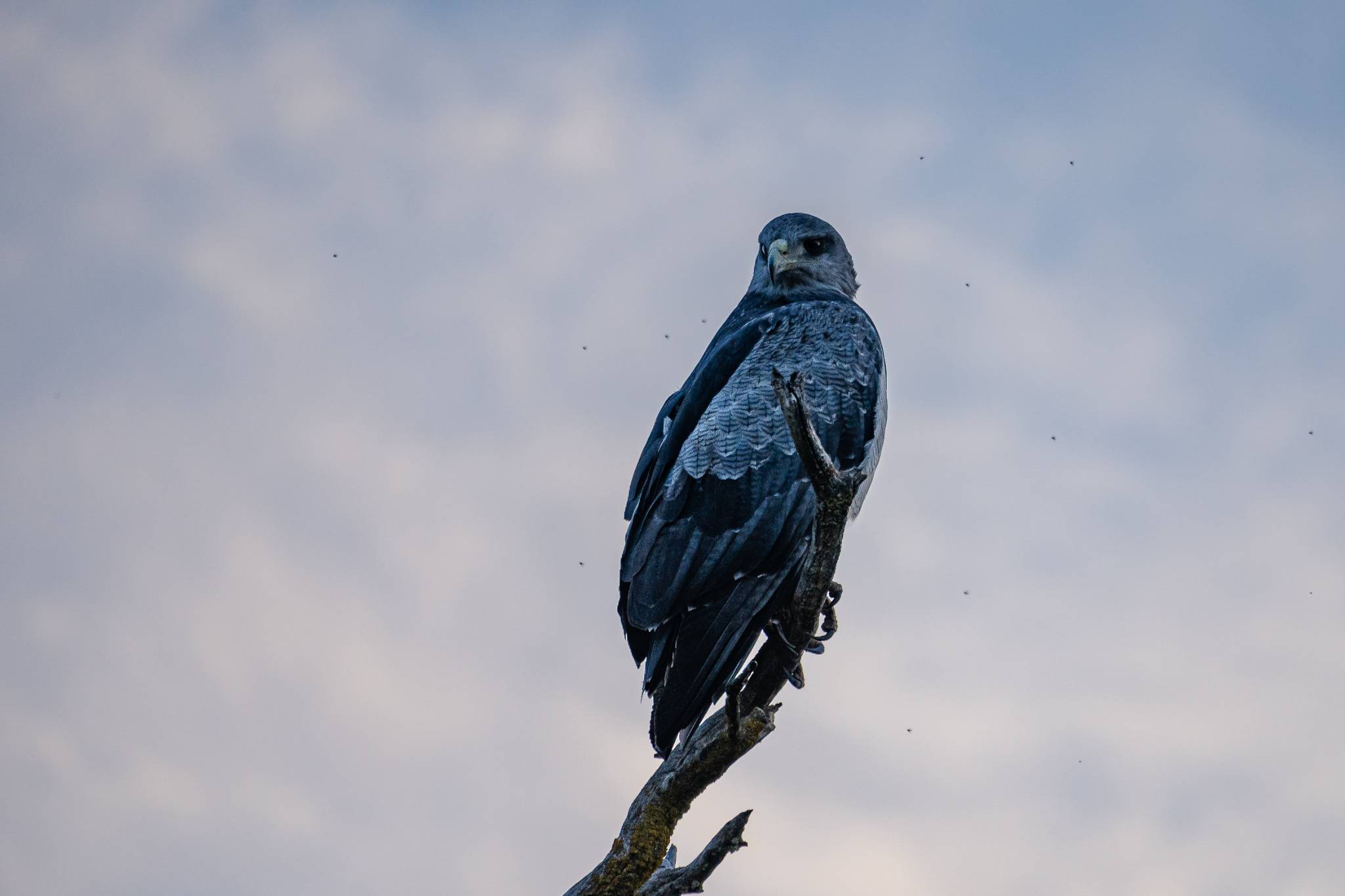 Andean condor perched on a branch