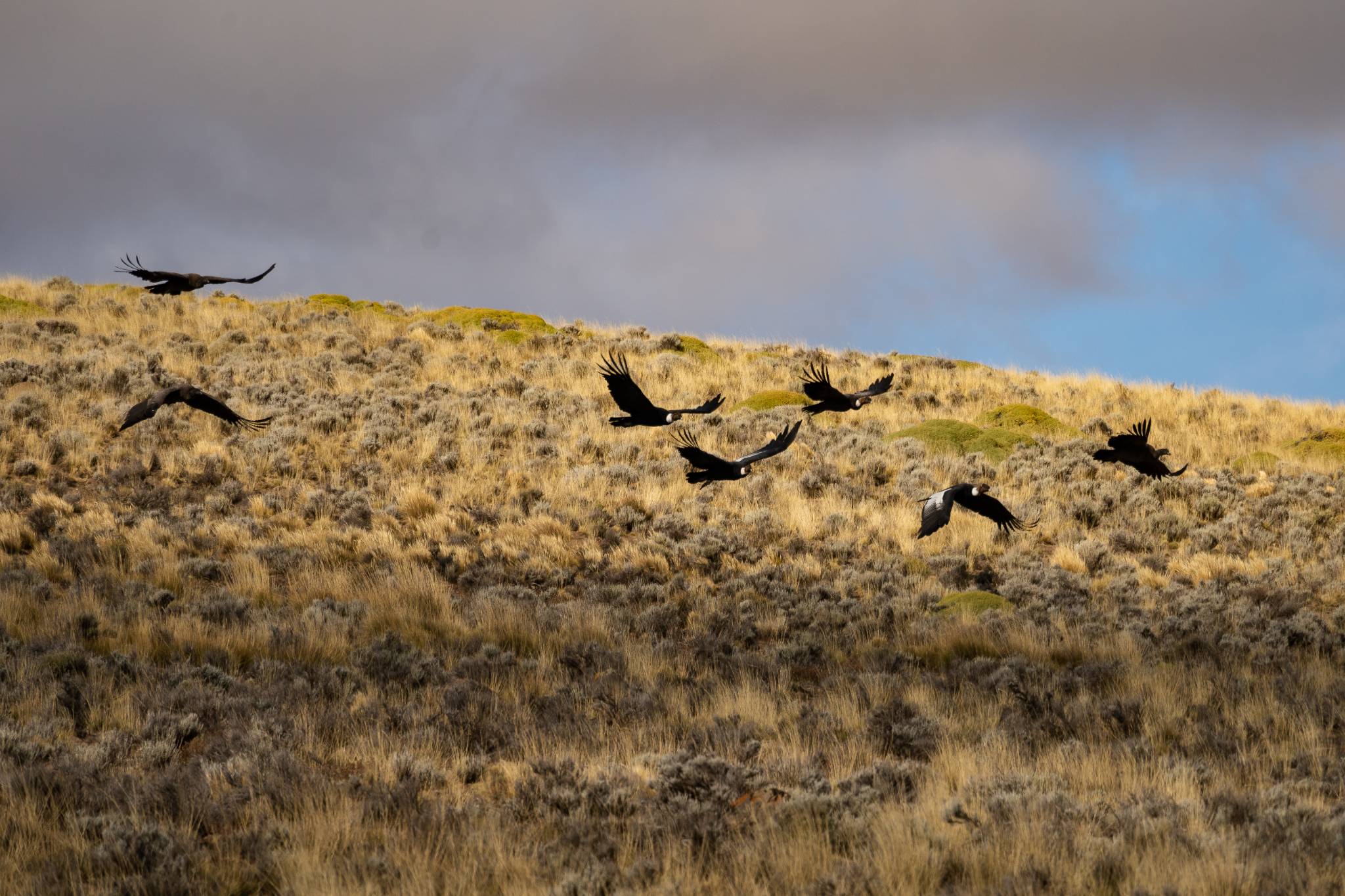 Andean condor (Vultur gryphus)