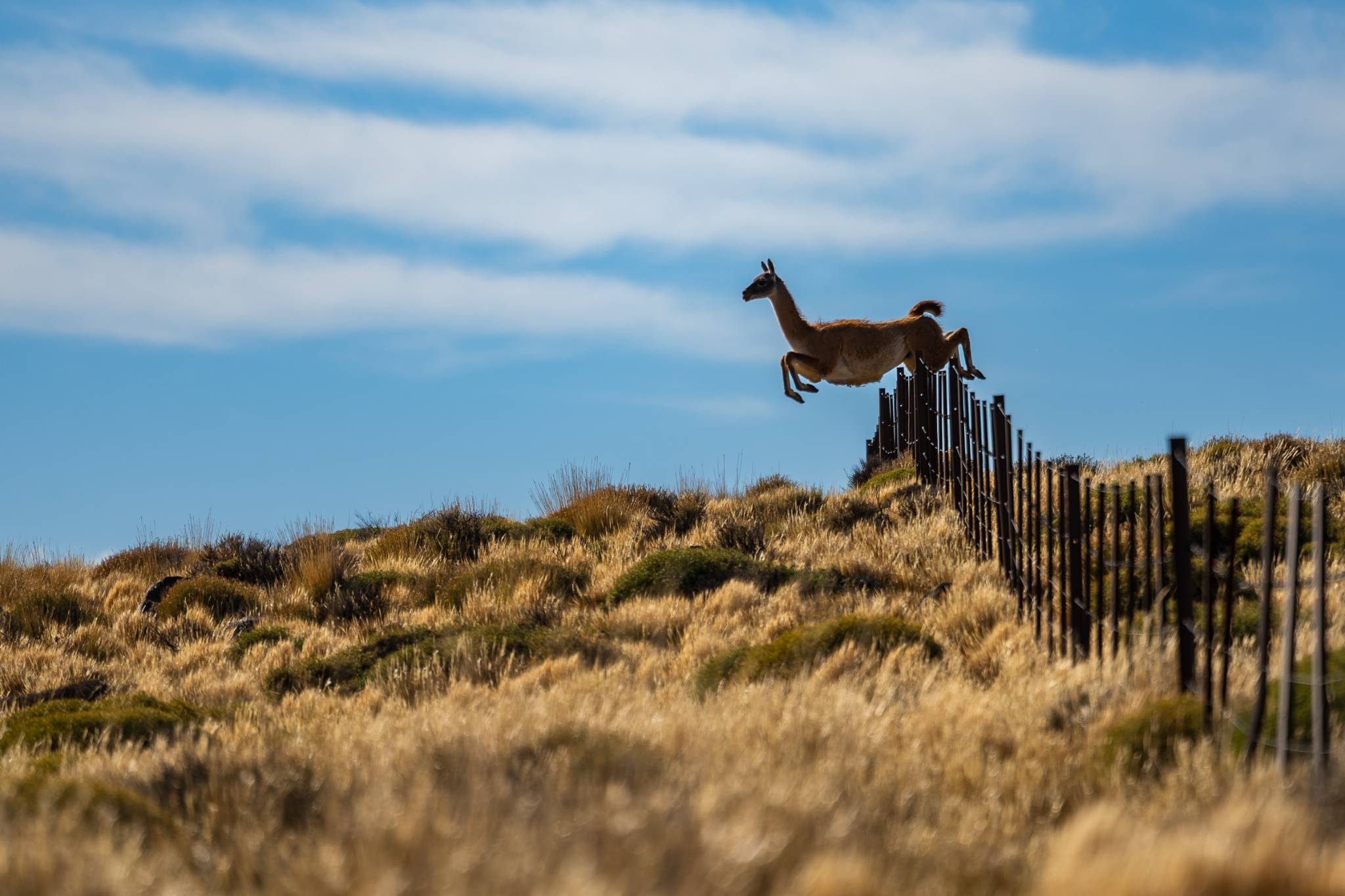 Guanaco (Lama guanicoe)