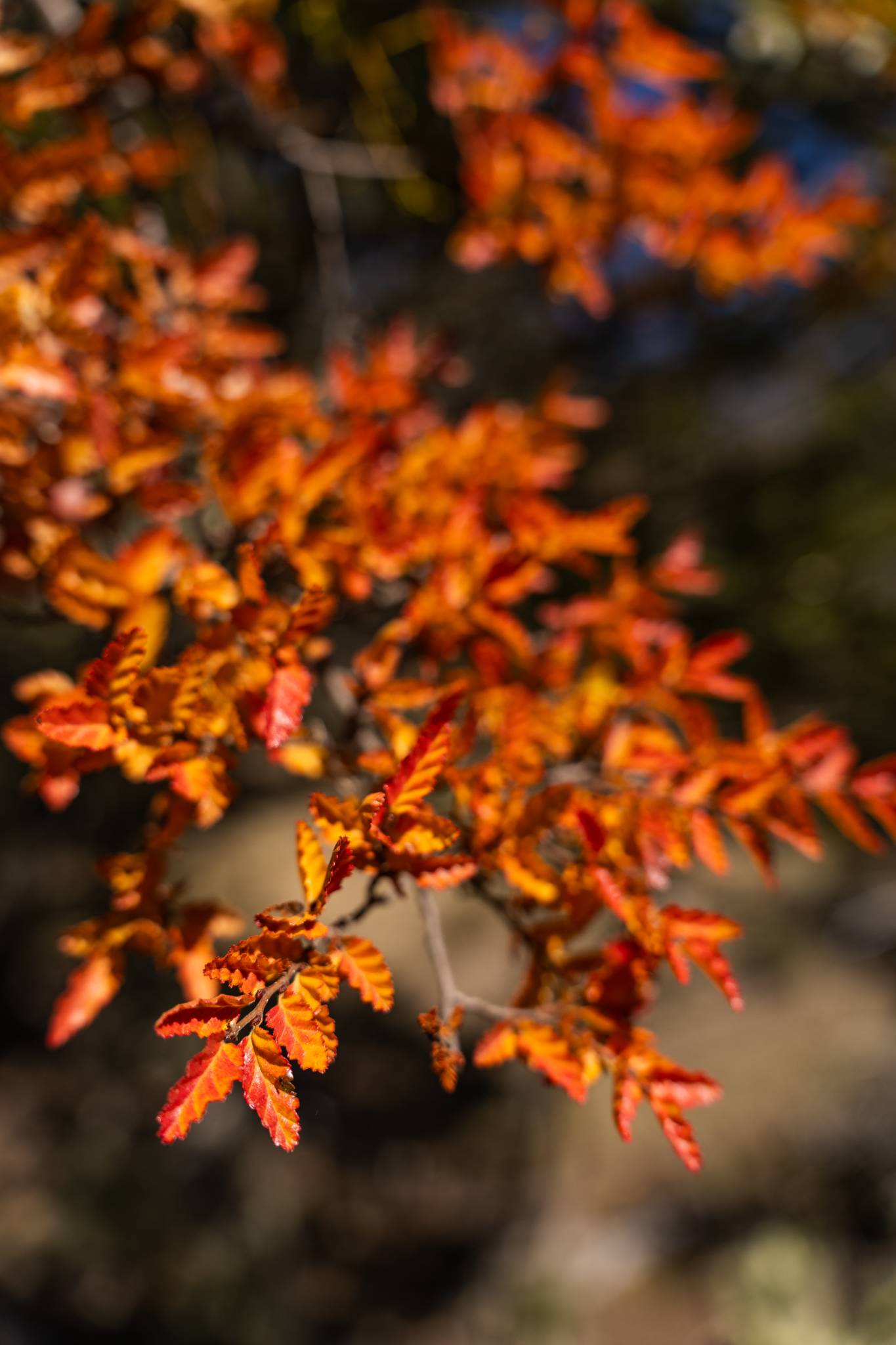 Ñire leaves (Nothofagus antarctica)