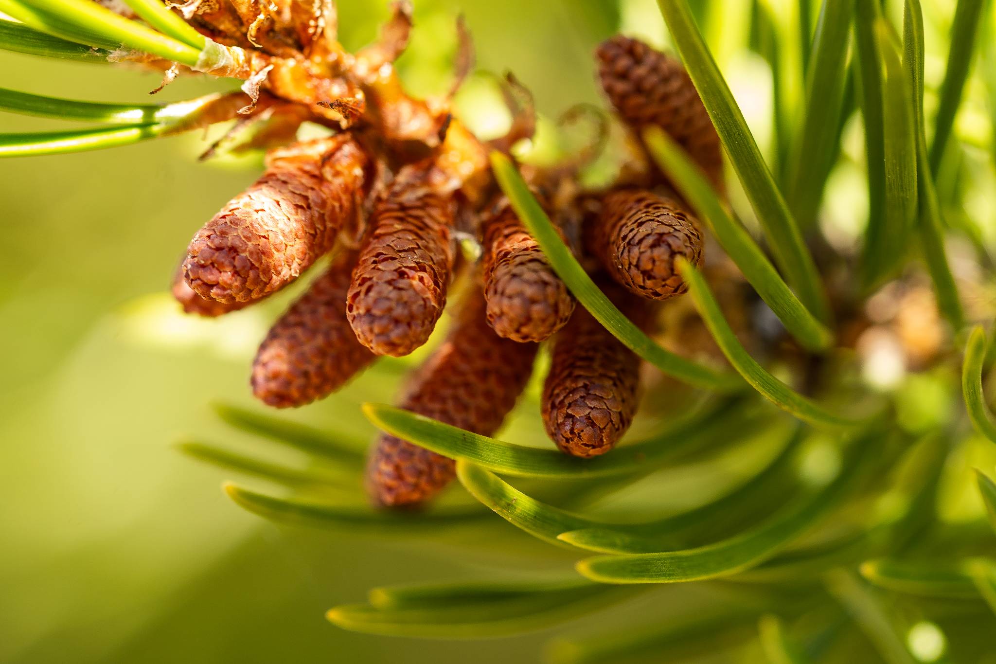 Pinus contorta plantation