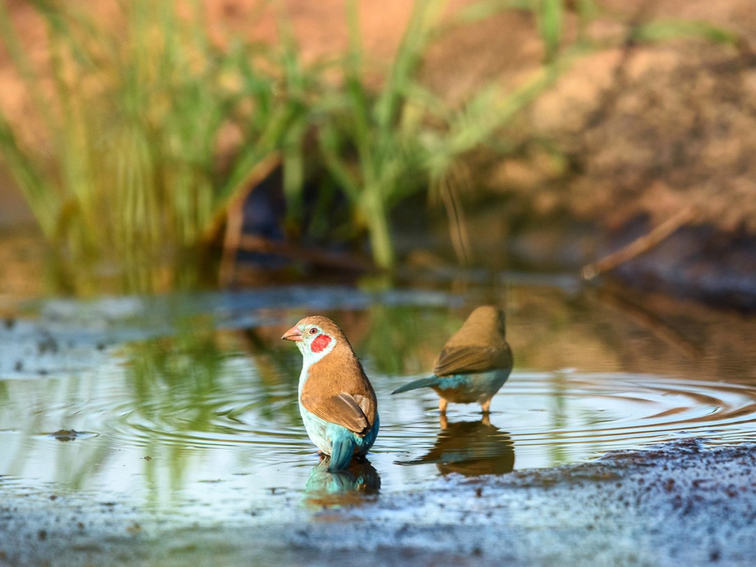 Two birds bathing in a shallow pool