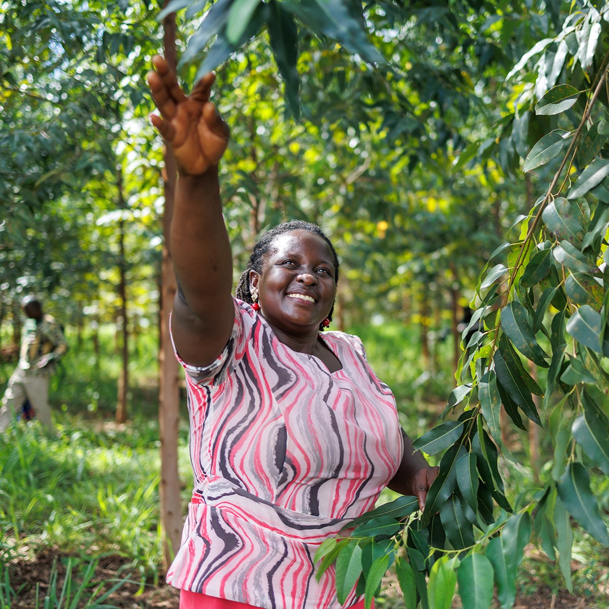 Tending a young plantation