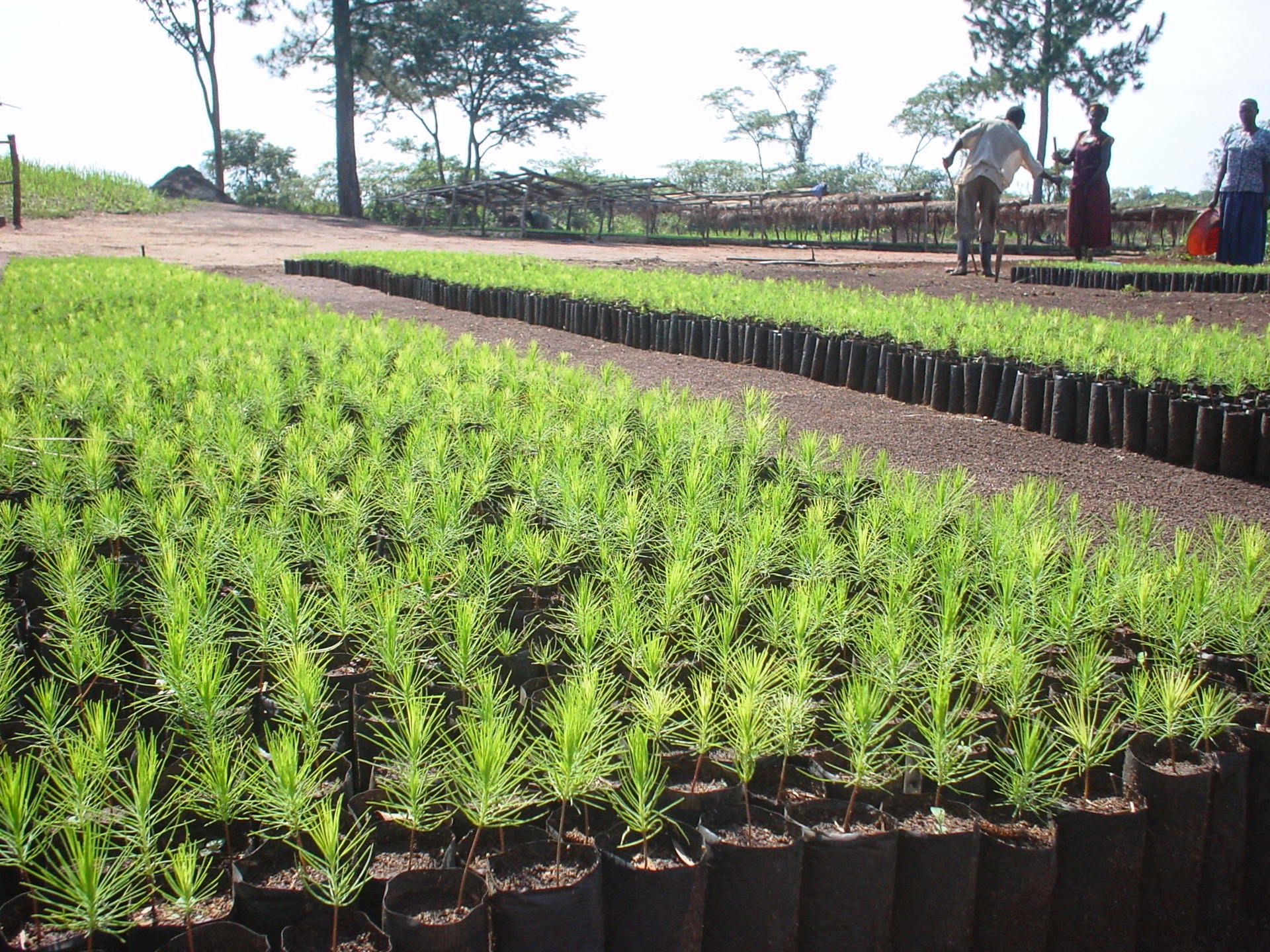 Rows of young pine saplings in the nursery