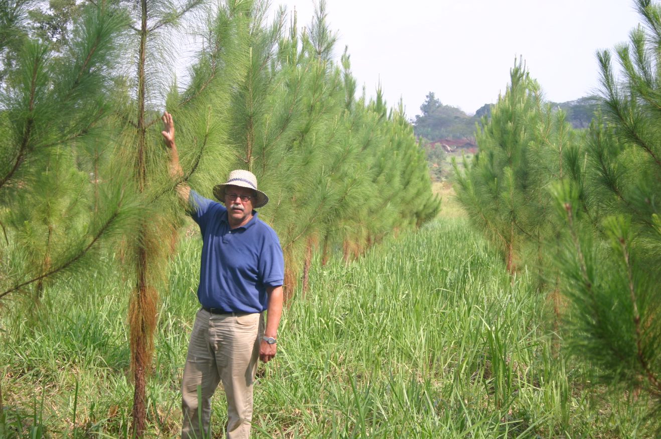 A row of young pine trees